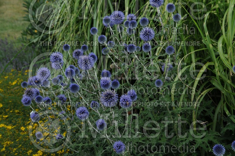 Echinops Blue Glow (Globe thistle) 1