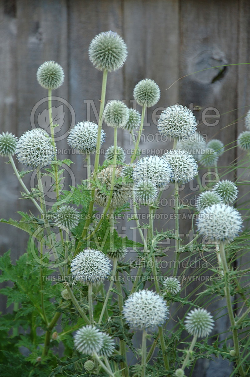 Echinops exaltatus (Globe thistle) 1