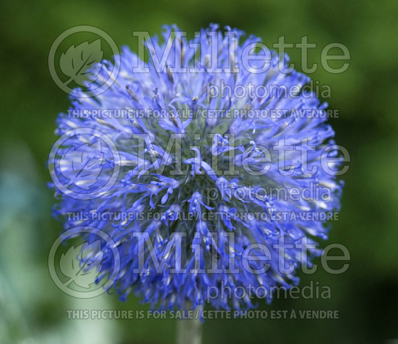 Echinops latifolius (Globe thistle) 