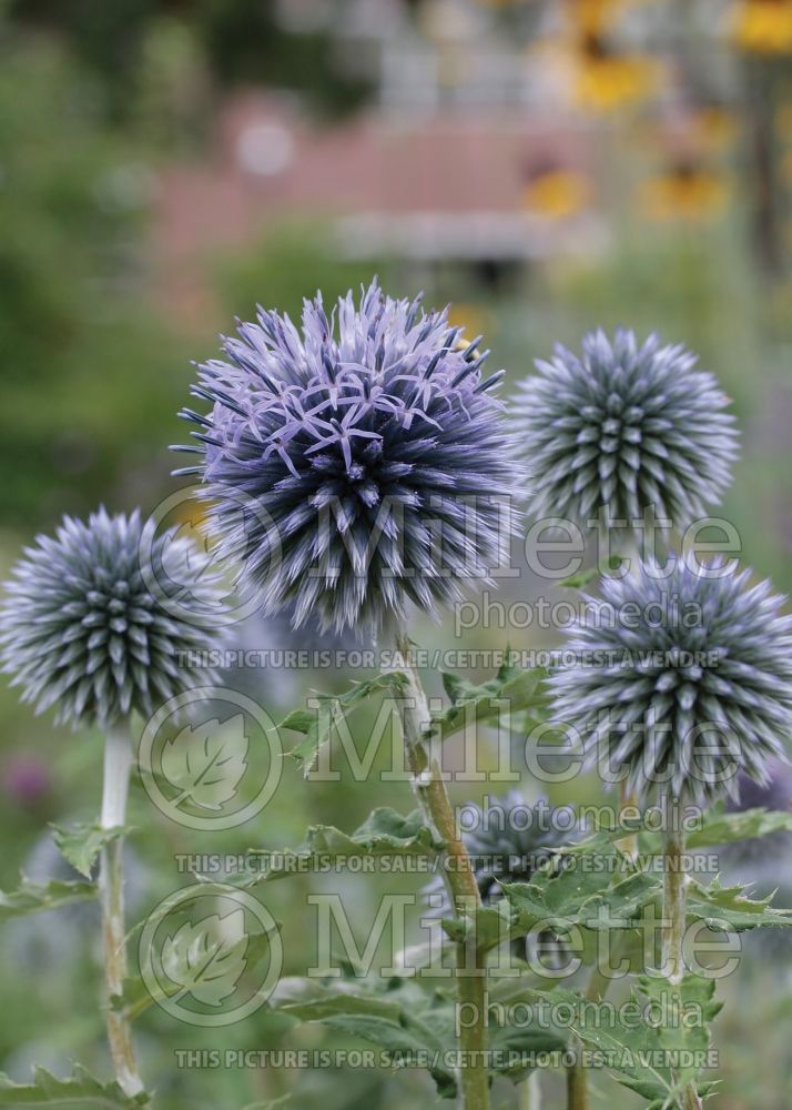 Echinops ritro (Globe thistle) 2