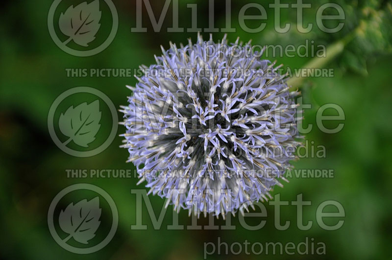 Echinops Veitch's Blue (Globe thistle) 2