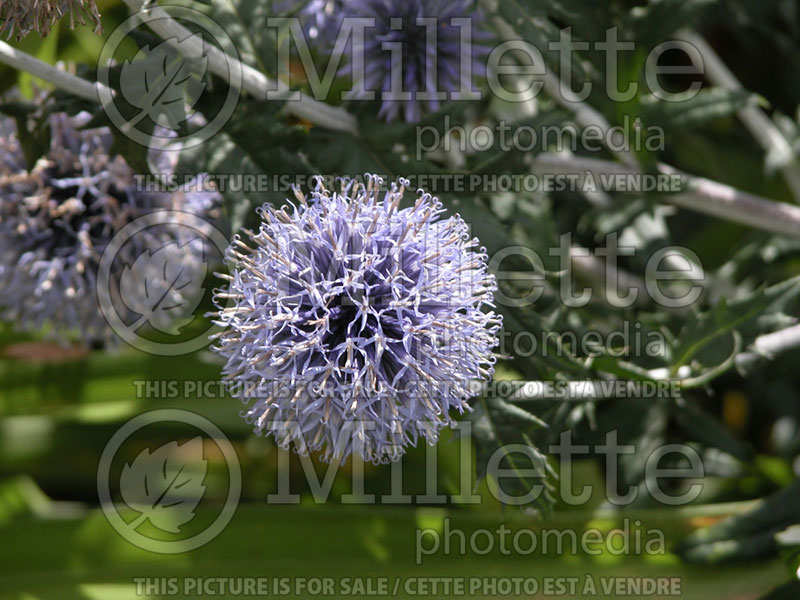 Echinops Veitch's Blue (Globe thistle) 1