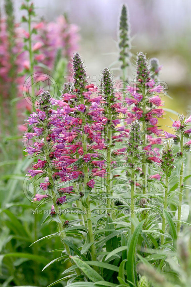 Echium Red Feathers (Viper's Bugloss or Blueweed) 1  