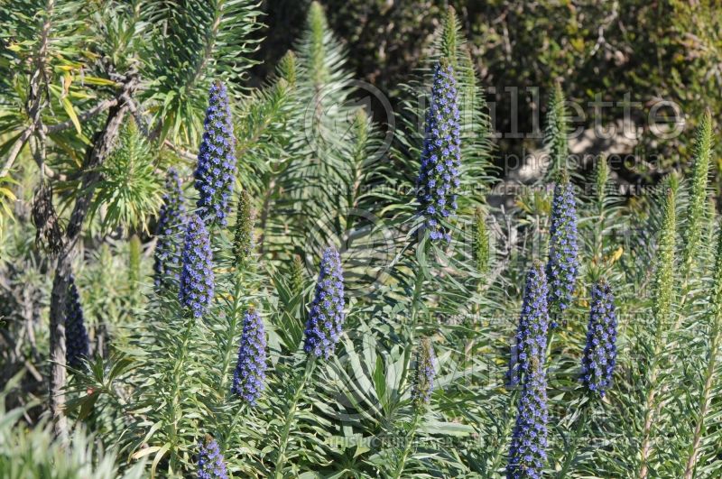 Echium candicans (Viper's Bugloss or Blueweed) 1