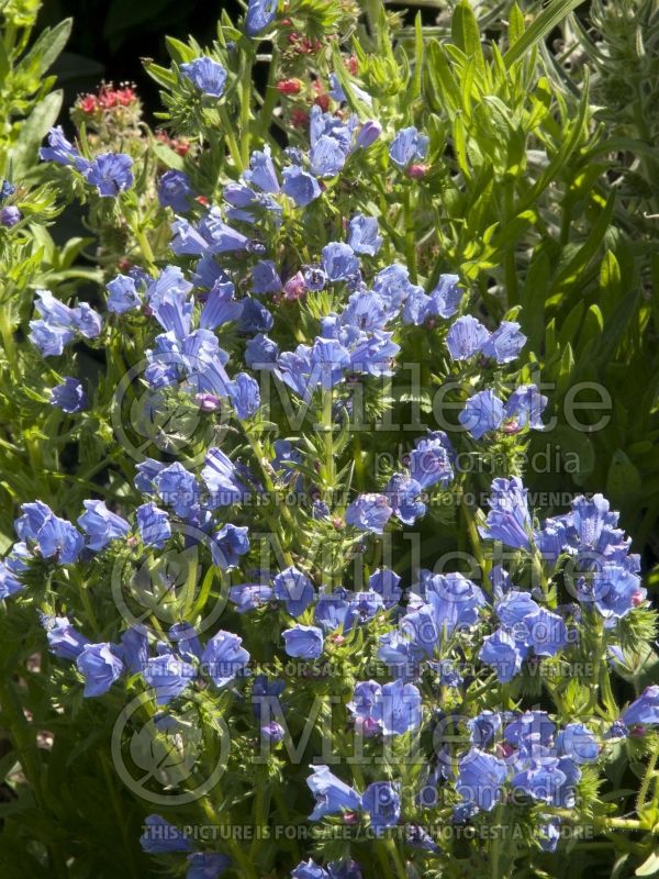 Echium Blue Bedder (Viper's Bugloss or Blueweed) 1