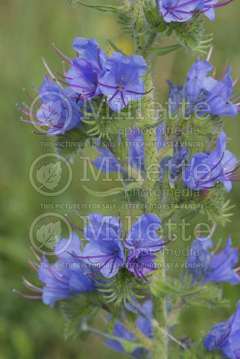 Echium vulgare (Viper's Bugloss or Blueweed) 1