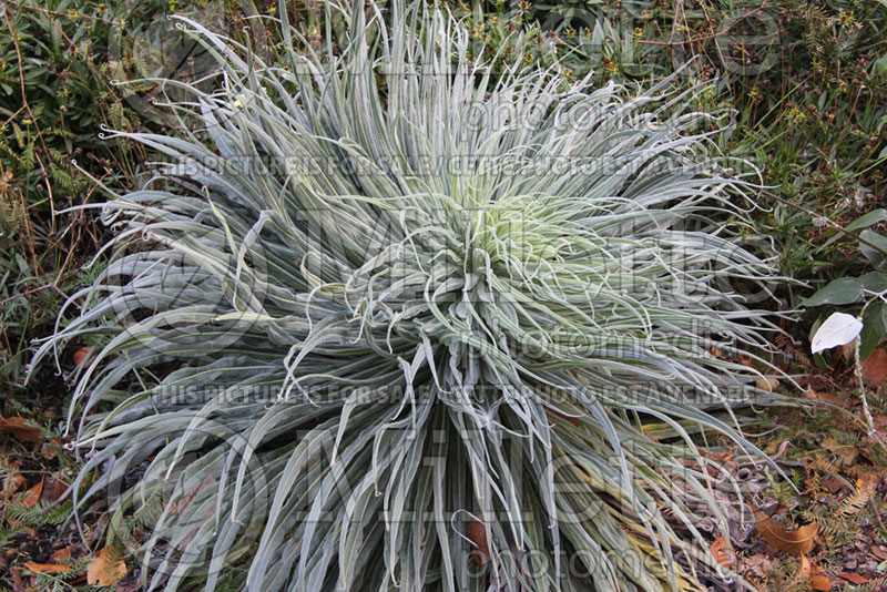 Echium Tower of Jewels (Viper's Bugloss or Blueweed) 1