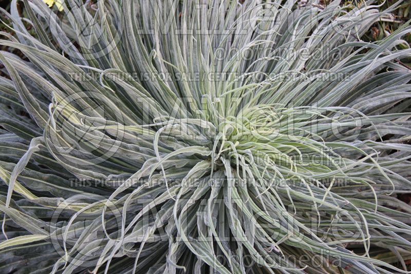 Echium Tower of Jewels (Viper's Bugloss or Blueweed) 2