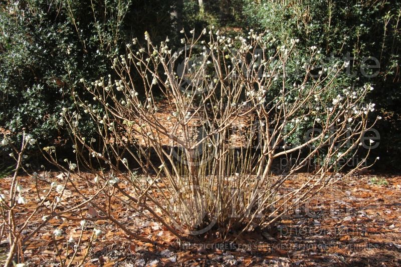 Edgeworthia chrysantha (Oriental Paper Bush)  4