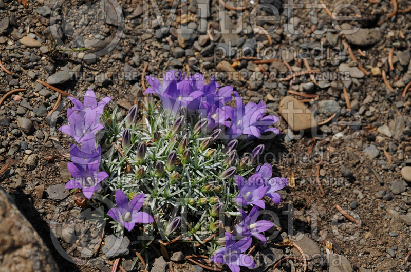 Edraianthus pumilio (Silvery dwarf harebell) 1 