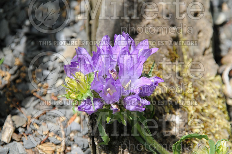 Edraianthus tenuifolius (Rock bells or grassy bells)  3