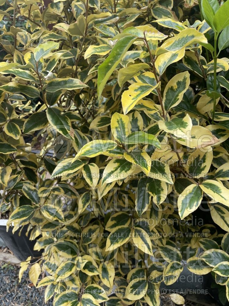 Elaeagnus Limelight (Russian olive) 3 