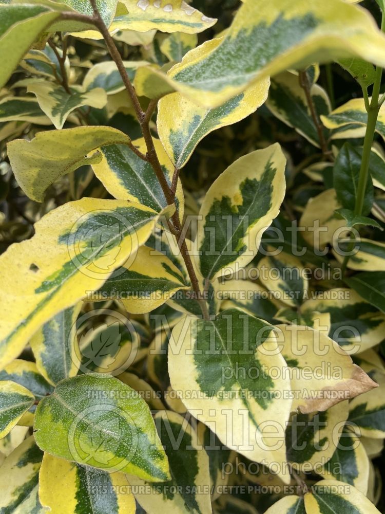 Elaeagnus Limelight (Russian olive) 4 