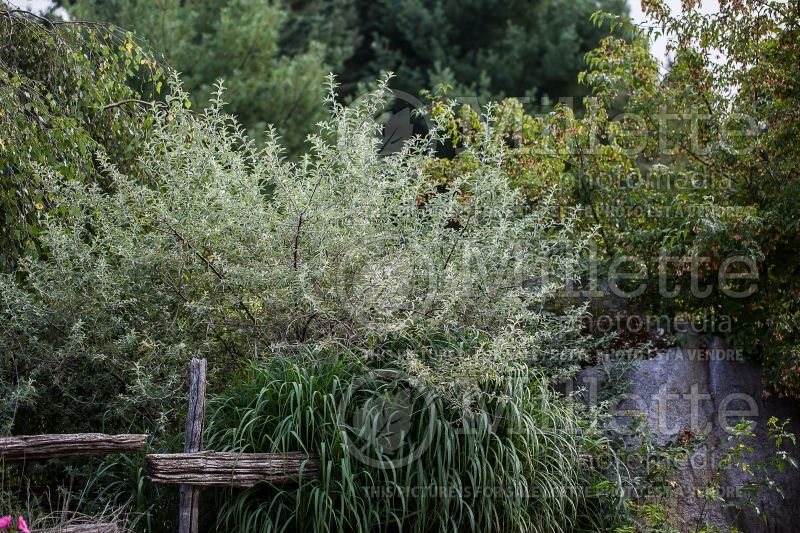 Elaeagnus angustifolia (Russian olive, silver berry) 1 