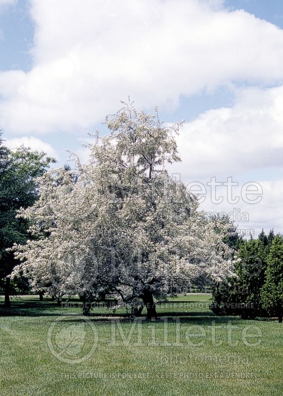 Elaeagnus angustifolia (Russian olive, silver berry) 2 