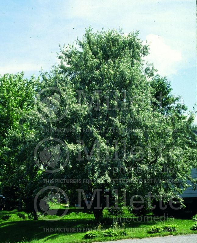 Elaeagnus angustifolia (Russian olive, silver berry) 3 