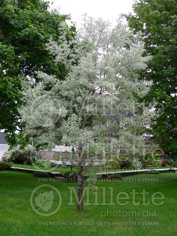 Elaeagnus angustifolia (Russian olive, silver berry) 7 