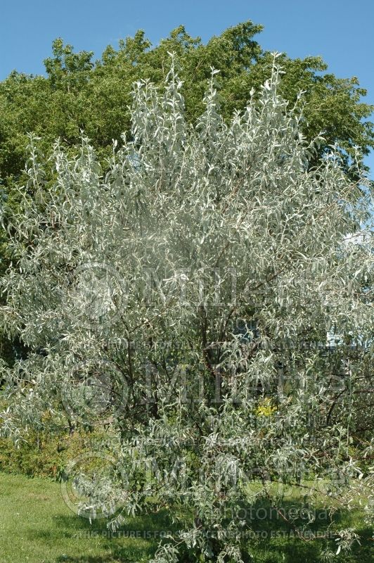 Elaeagnus angustifolia (Russian olive, silver berry) 8 