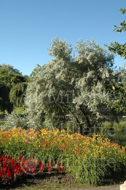 Elaeagnus angustifolia (Russian olive, silver berry) 5 