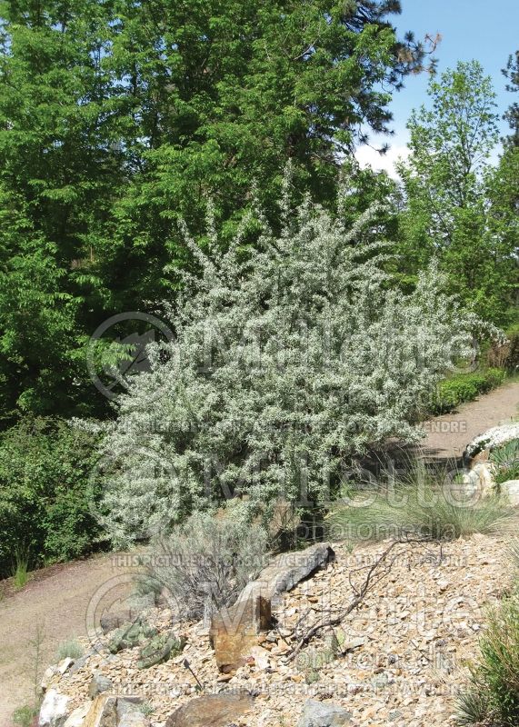 Elaeagnus angustifolia (Russian olive, silver berry) 9 