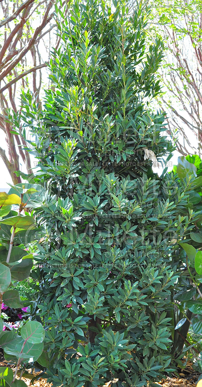 Elaeocarpus decipiens (Japanese Blueberry Tree) 1 