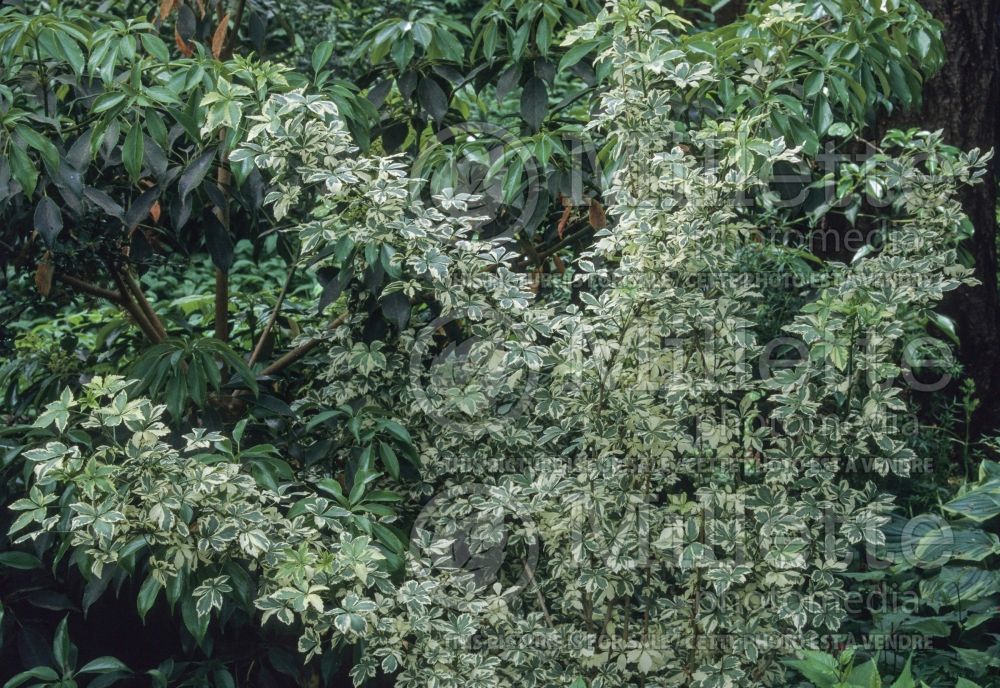 Eleutherococcus aka Acanthopanax Variegatus (Aralia) 5 