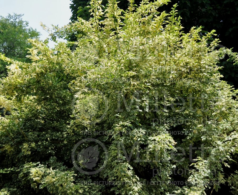 Eleutherococcus aka Acanthopanax Variegatus (Aralia) 2 