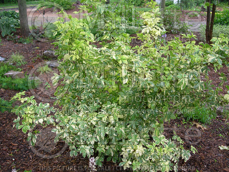 Eleutherococcus aka Acanthopanax Variegatus (Aralia) 1 