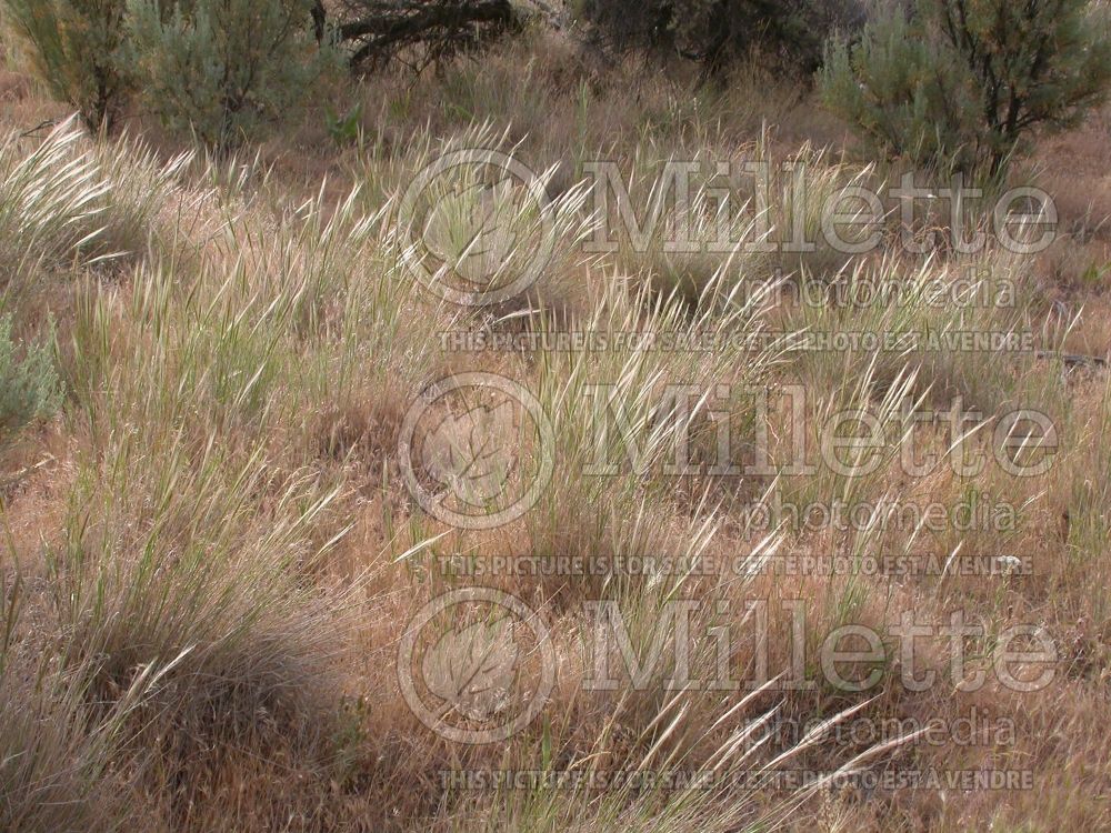 Elymus elymoides (Squirrel tail grass) 3  