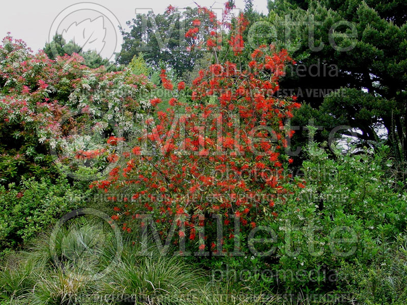 Embothrium coccineum (Chilean Fire Bush, Flame Flower) 3 