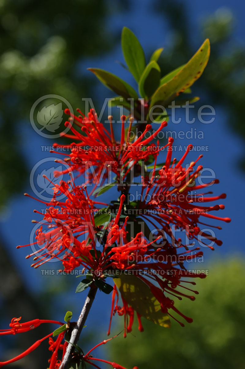 Embothrium coccineum (Chilean Fire Bush, Flame Flower) 2 