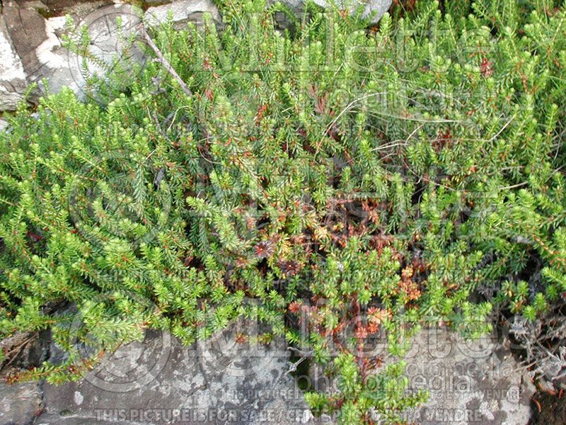 Empetrum nigrum (Black crowberry)  2