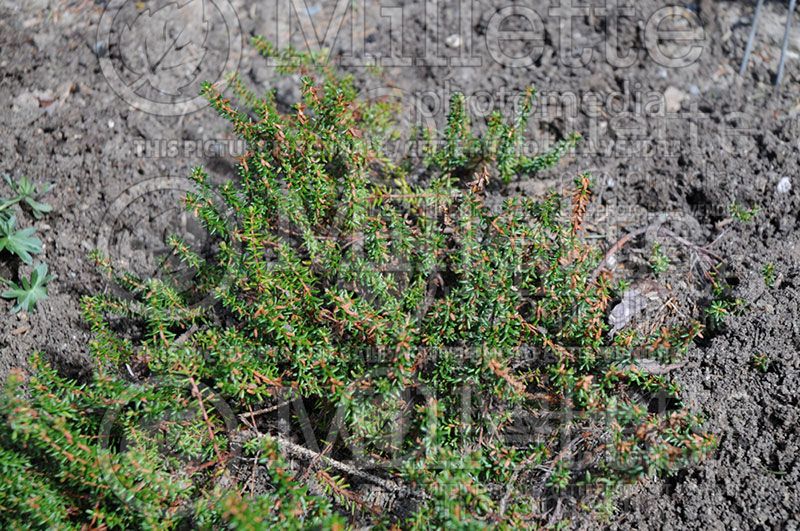 Empetrum nigrum (Black crowberry)  1