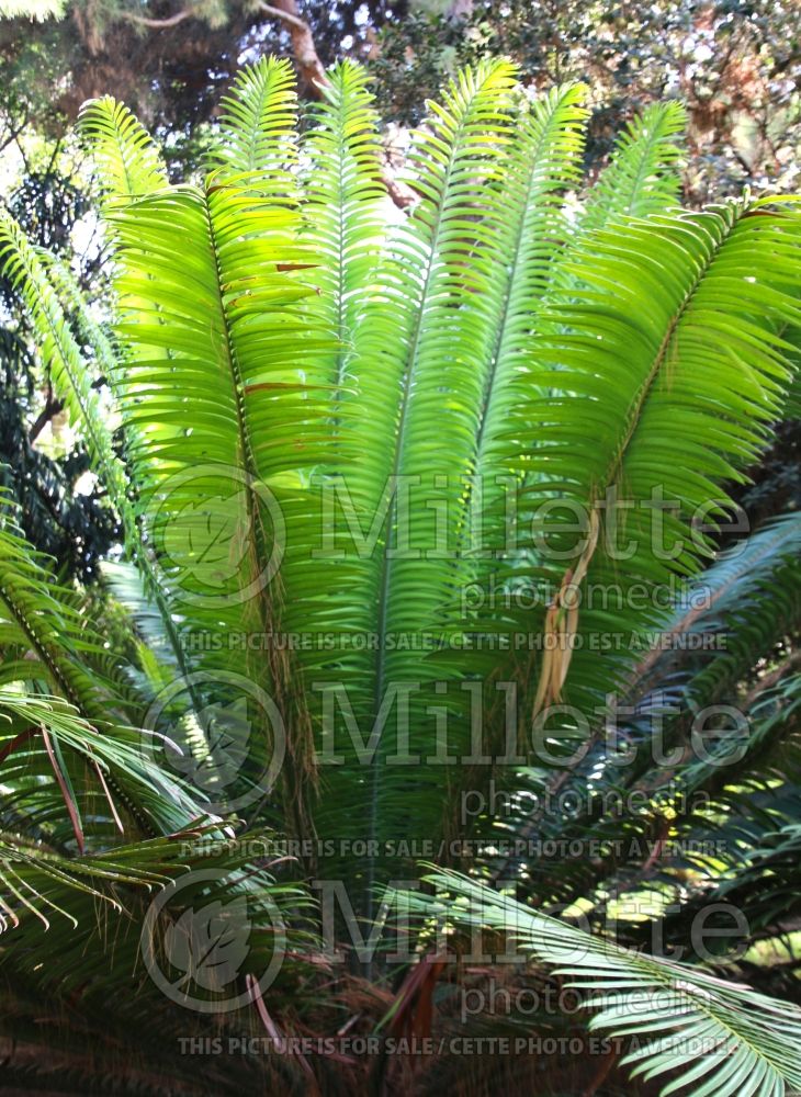 Encephalartos kisambo (Voi cycad) 1