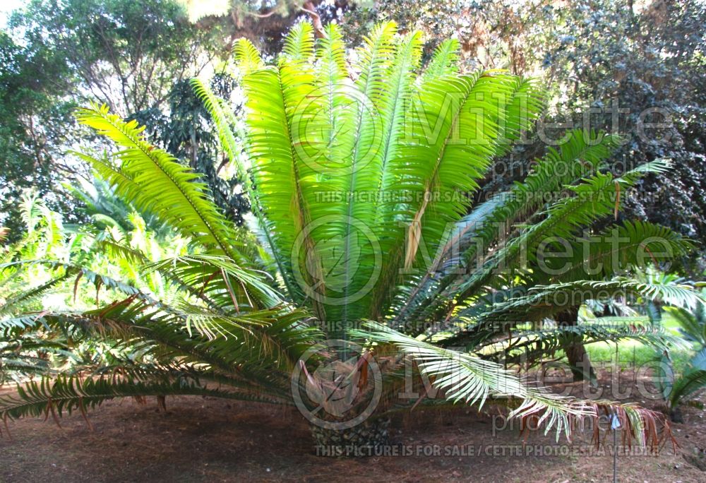 Encephalartos kisambo (Voi cycad) 2
