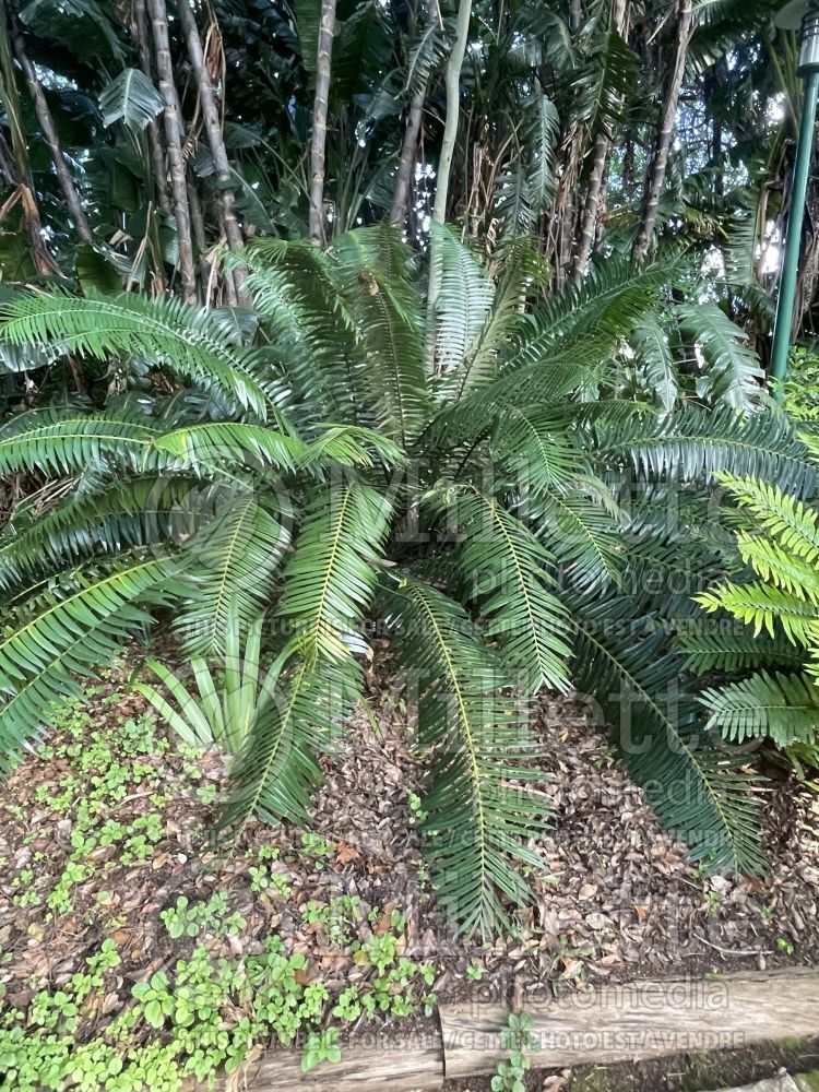 Encephalartos paucidentatus (Eastern Cape cycad) 1