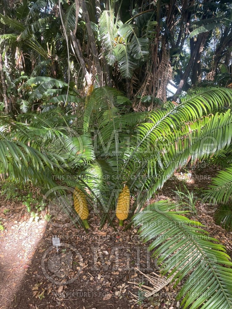 Encephalartos villosus (Eastern Cape cycad) 1