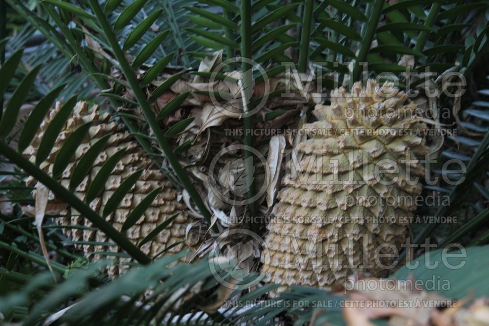 Encephalartos altensteinii (Eastern Cape cycad) 2