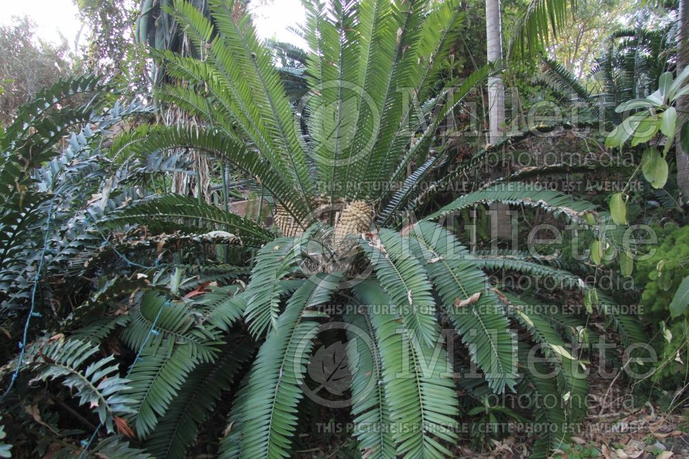 Encephalartos altensteinii (Eastern Cape cycad) 1