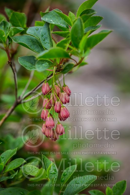 Enkianthus Jan Iseli Red (Bush Honeysuckle) 1 