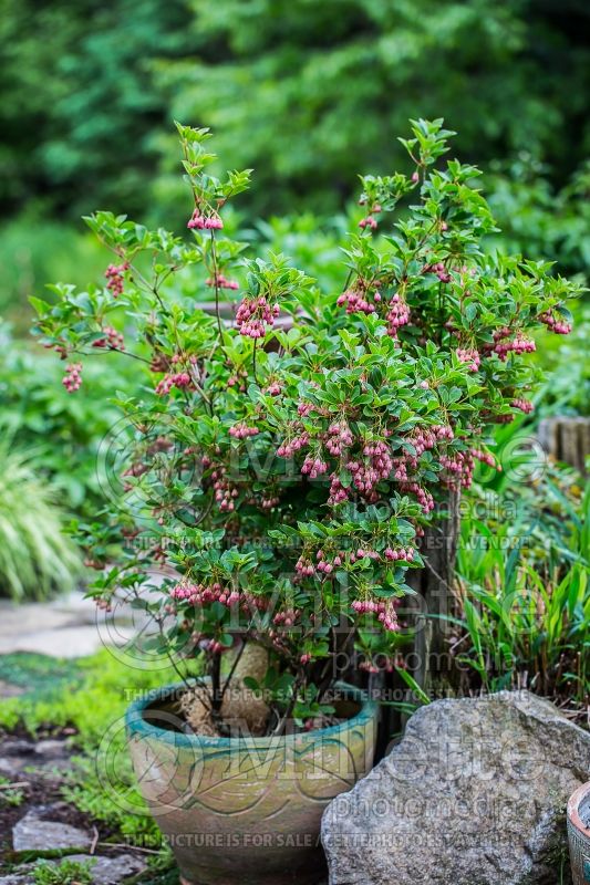 Enkianthus Jan Iseli Red (Bush Honeysuckle) 2 