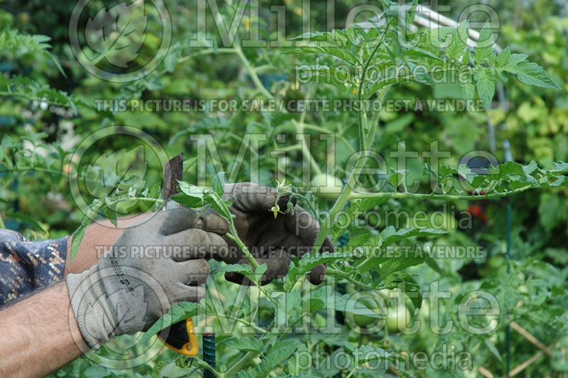 Cut the suckers on tomato plant - garden works 2