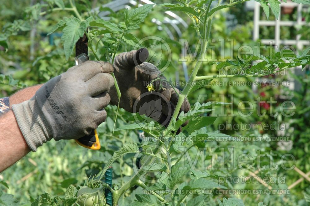 Cut the suckers on tomato plant - garden works 1