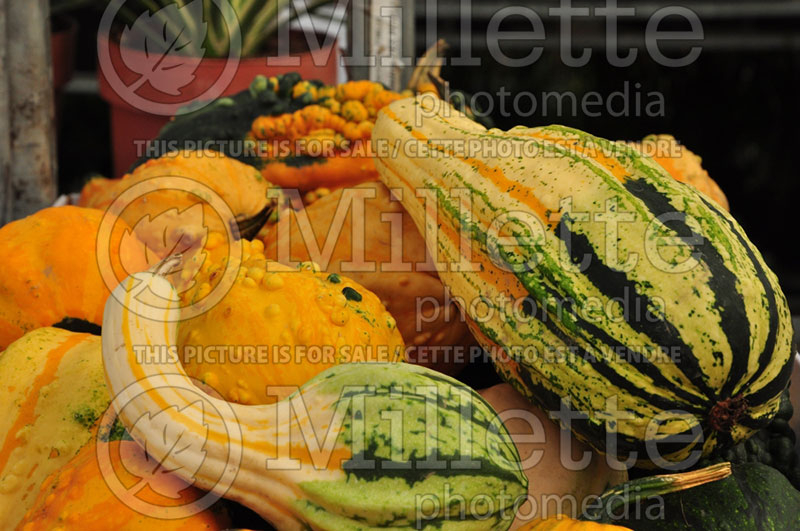 Group of field pumpkins and acorn squash in Autumn Fall (Ambiance) 54