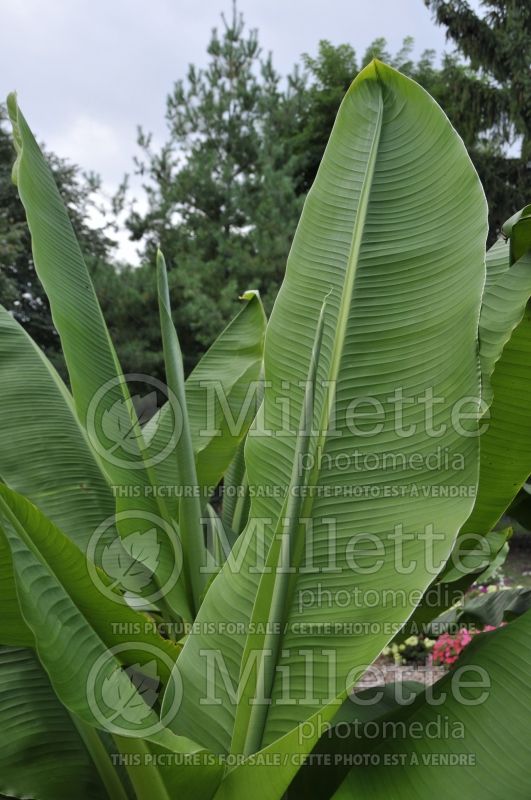 Ensete glaucum (Snow Banana) 2 