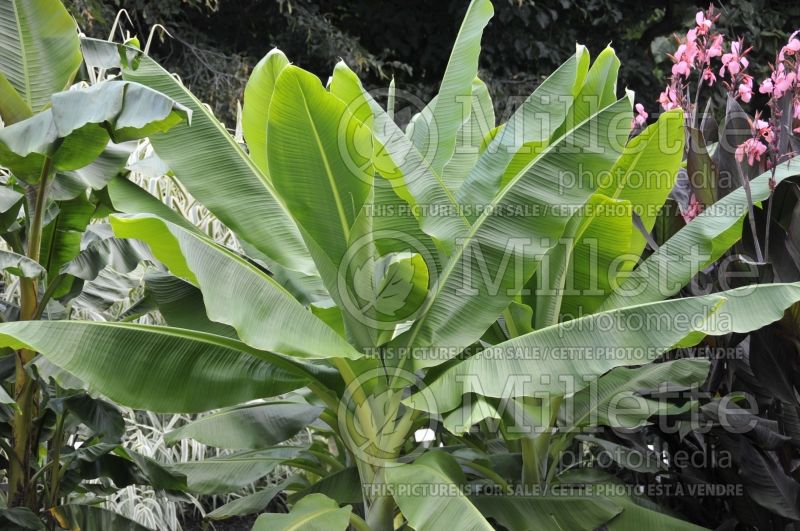 Ensete glaucum (Snow Banana) 1 