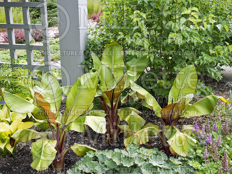 Ensete Maurelii (Red Abyssinian Banana) 2 