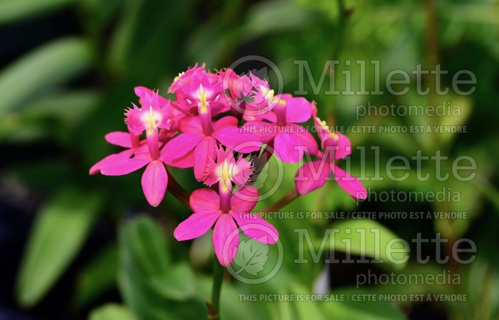 Epidendrum Lovely Valley (orchid) 1