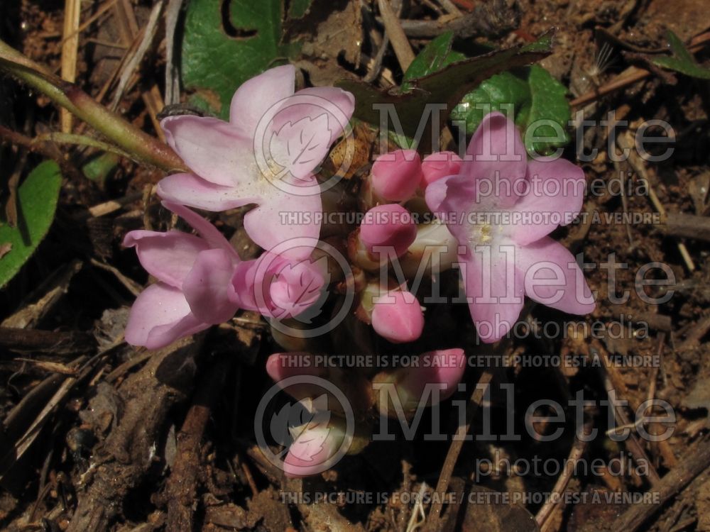 Epigaea repens (Mountain Pink. May Flower) 4