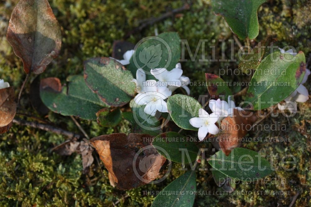 Epigaea repens (Mountain Pink. May Flower) 5